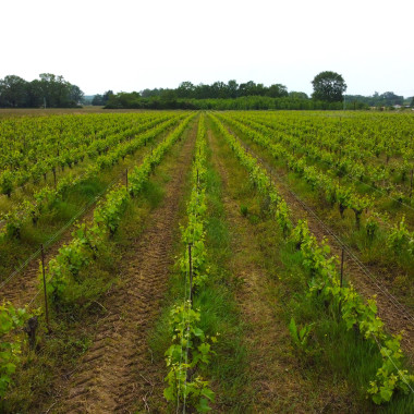 Vignobles Nantais 